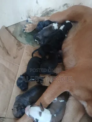 0-1 month Female Mixed Breed American Pit Bull Terrier