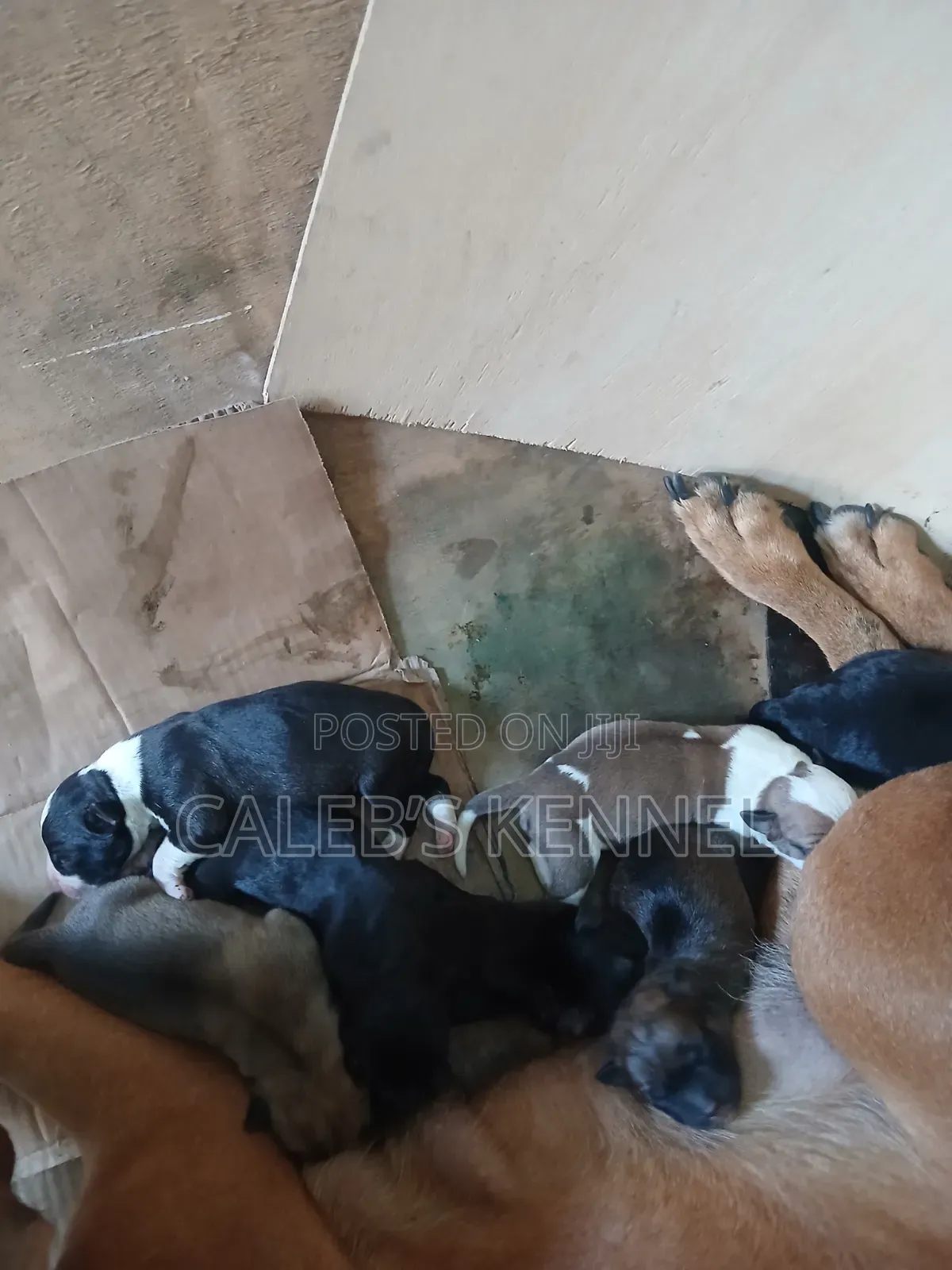 0-1 month Female Mixed Breed American Pit Bull Terrier