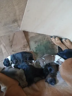 0-1 month Female Mixed Breed American Pit Bull Terrier