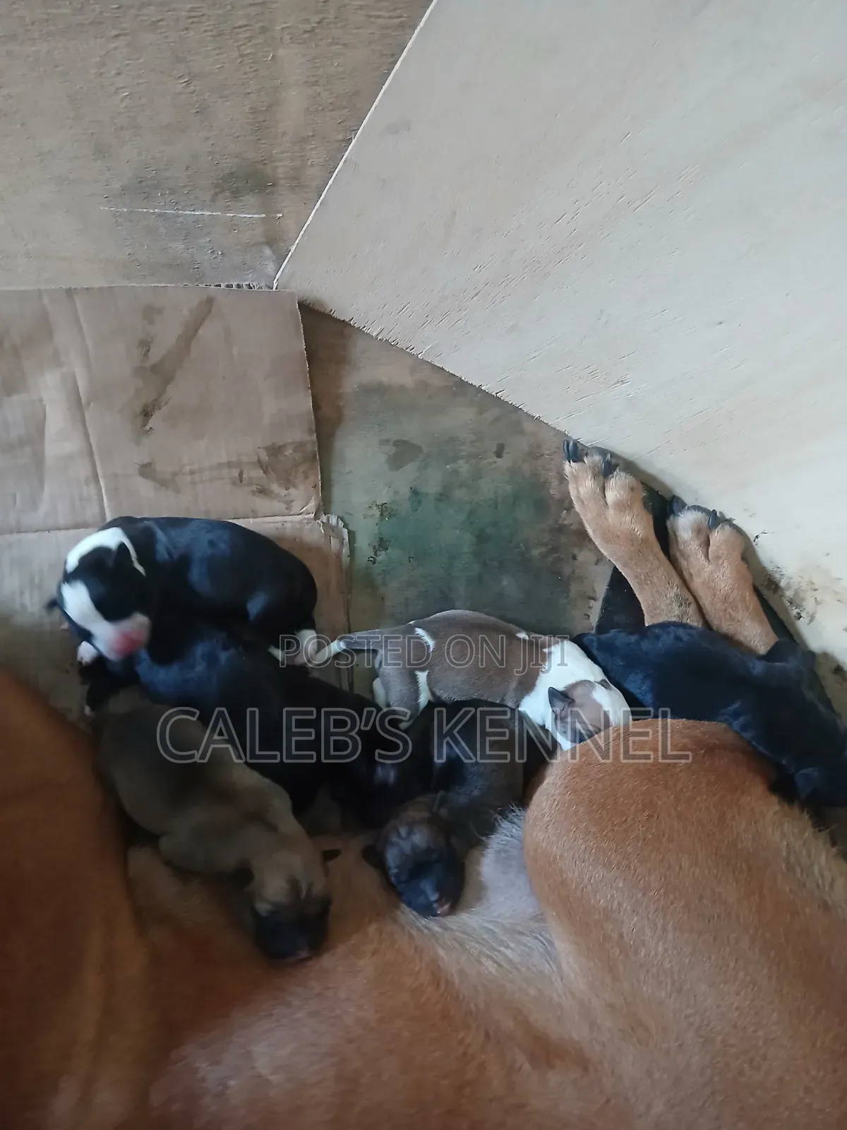 0-1 month Female Mixed Breed American Pit Bull Terrier