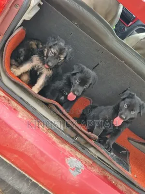 1-3 months Male Purebred German Shepherd