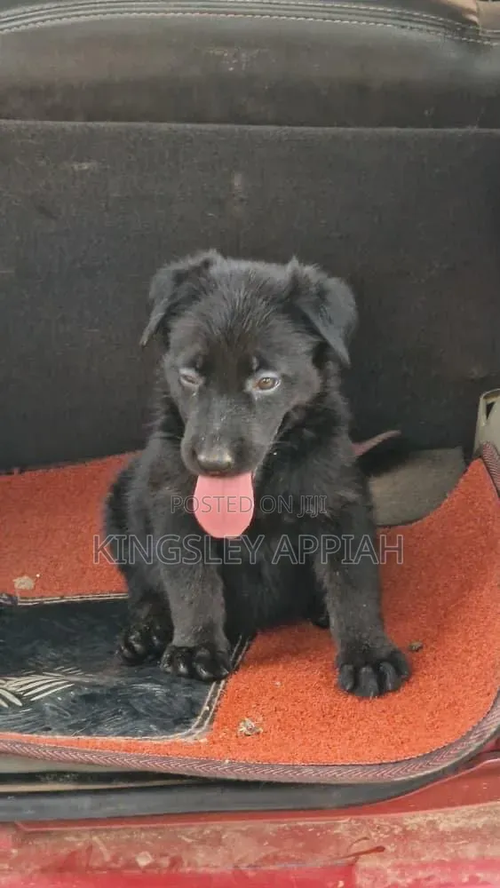 1-3 months Male Purebred German Shepherd