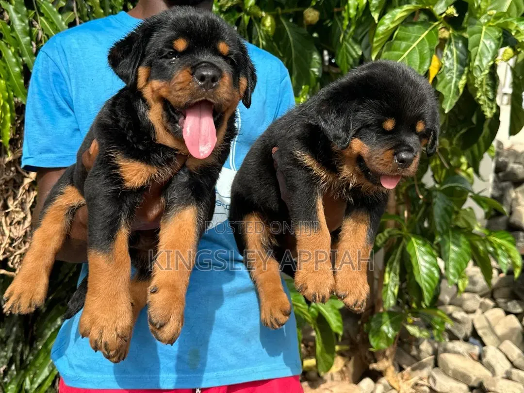 1-3 months Male Purebred Rottweiler