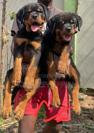 1-3 months Male Purebred Rottweiler