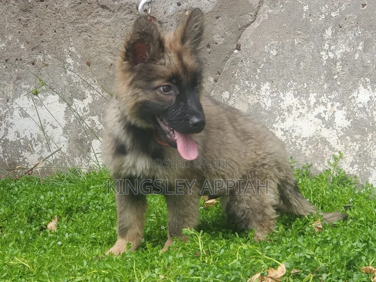 1-3 months Male Purebred German Shepherd