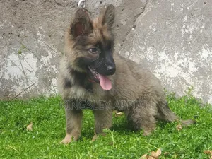 1-3 months Male Purebred German Shepherd