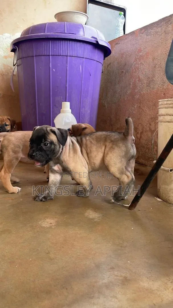 1-3 months Male Purebred Boerboel