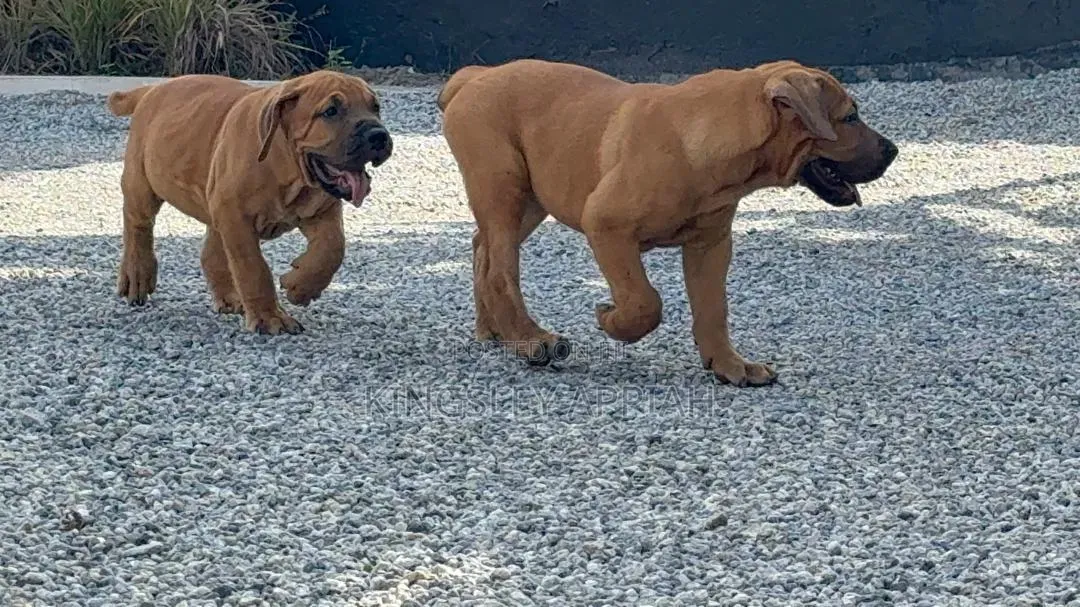 1-3 months Female Purebred Boerboel