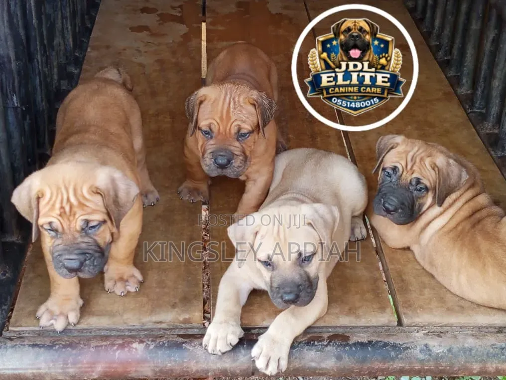1-3 months Female Purebred Boerboel