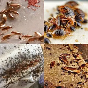 T Advance Pest Solution