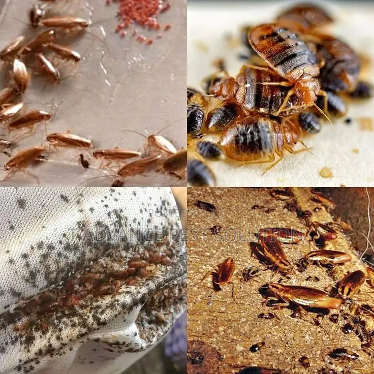 T Advance Pest Solution
