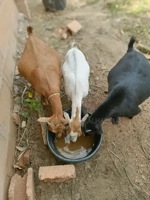 Pregnant Goat