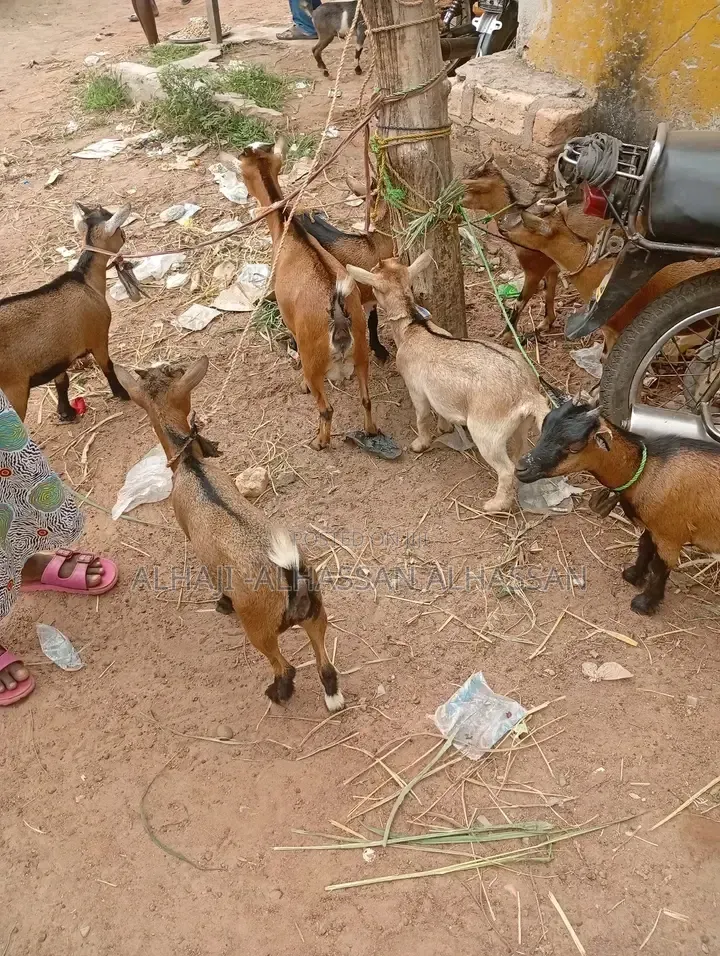 Pregnant Goat