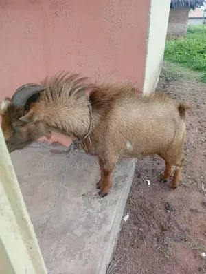 Two Brown Big Male Goat