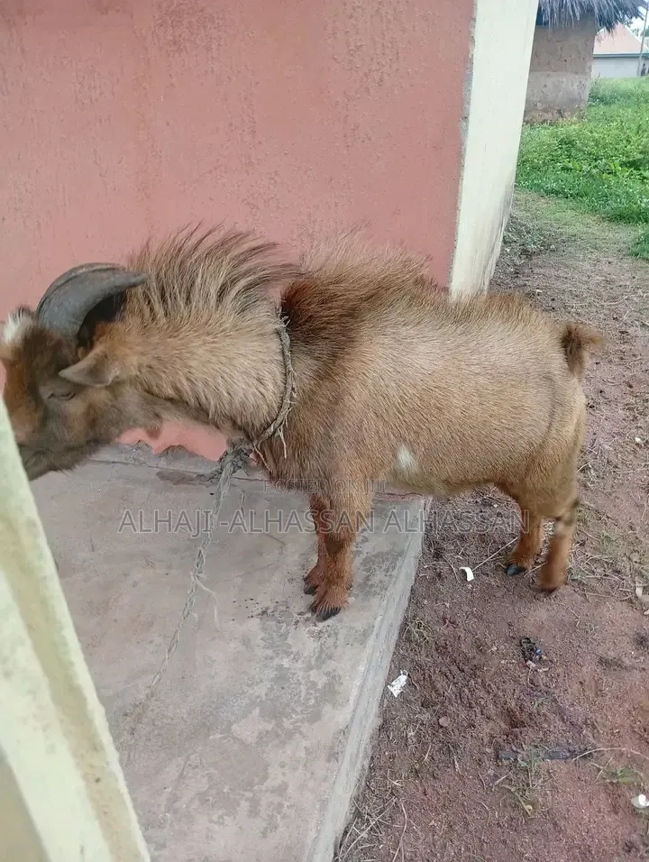 Two Brown Big Male Goat