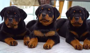 1-3 months Female Purebred Rottweiler