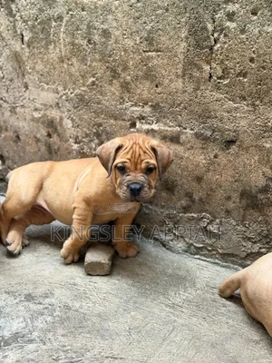 1-3 months Female Purebred Boerboel