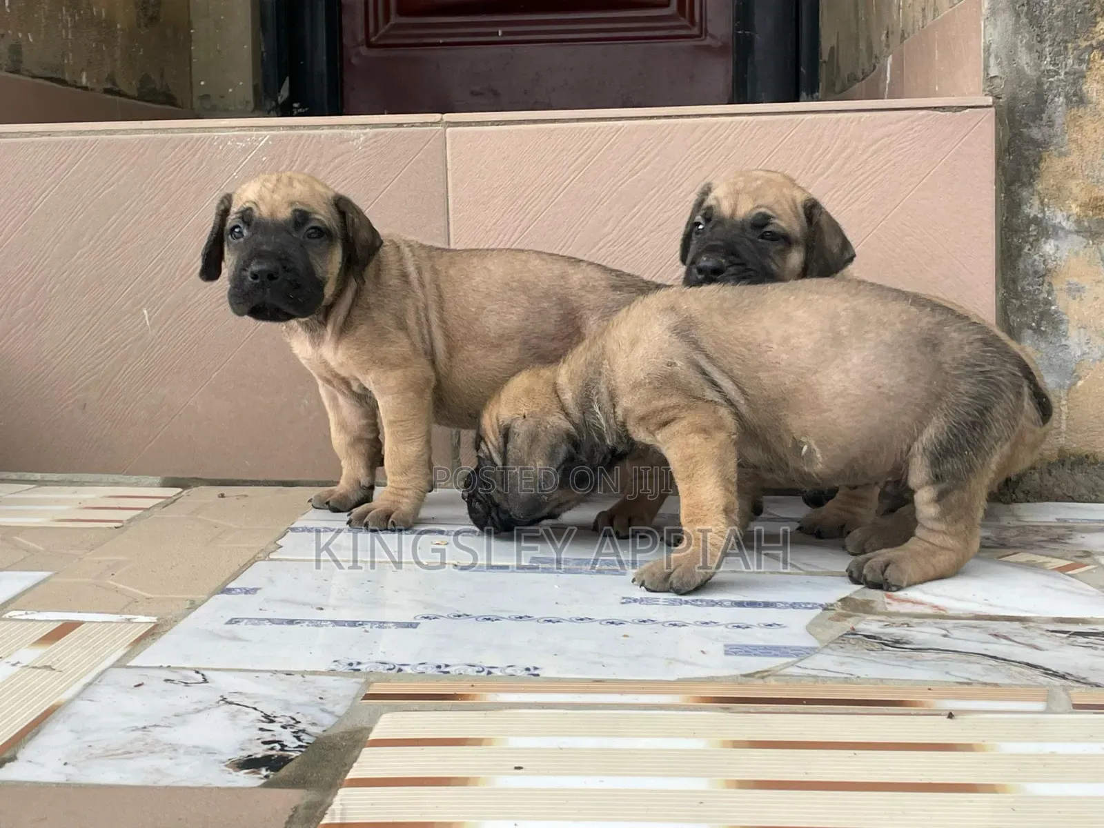 1-3 months Female Purebred Boerboel
