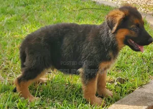 1-3 months Male Purebred German Shepherd