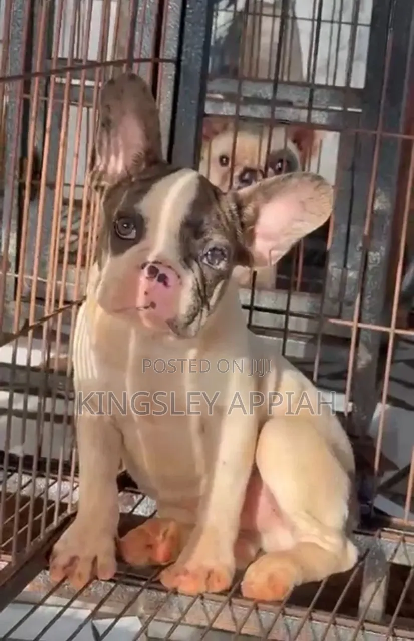 1-3 months Female Purebred French Bulldog