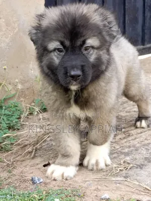 1-3 months Male Purebred German Shepherd