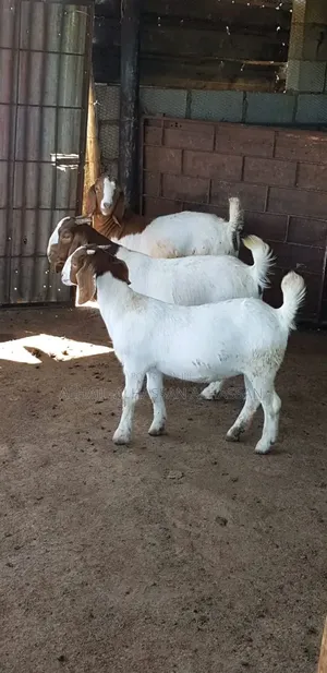Nice Pregnant Boer Goat