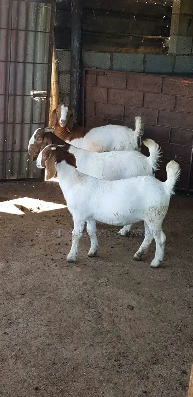 Nice Pregnant Boer Goat