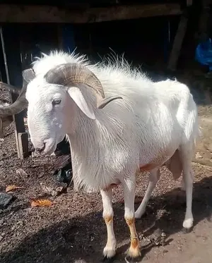 Pure White Male Sheep