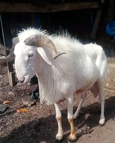 Pure White Male Sheep