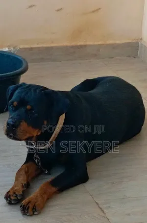 1+ year Female Purebred Rottweiler