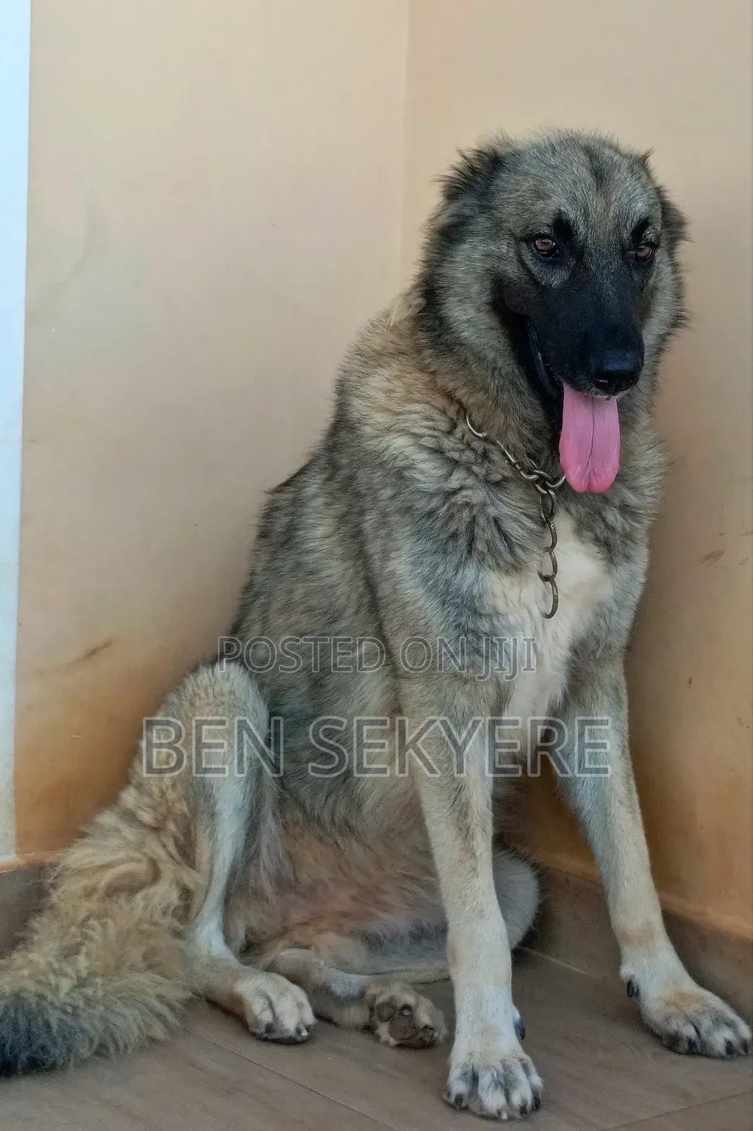 1+ year Female Purebred Caucasian Shepherd