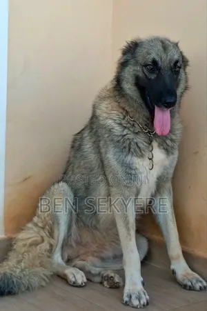 1+ year Female Purebred Caucasian Shepherd