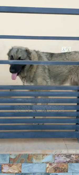 1+ year Female Purebred Caucasian Shepherd