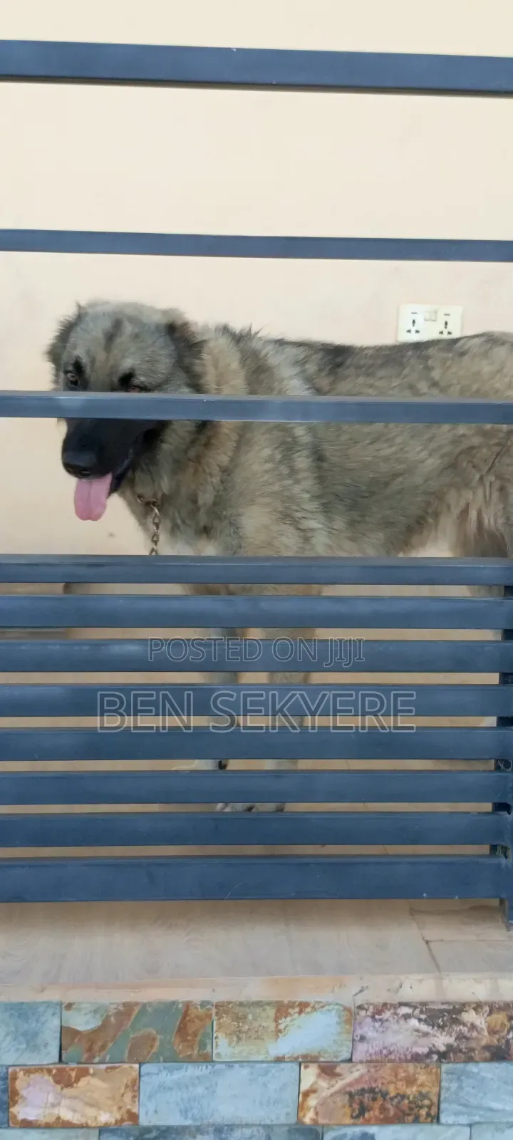 1+ year Female Purebred Caucasian Shepherd