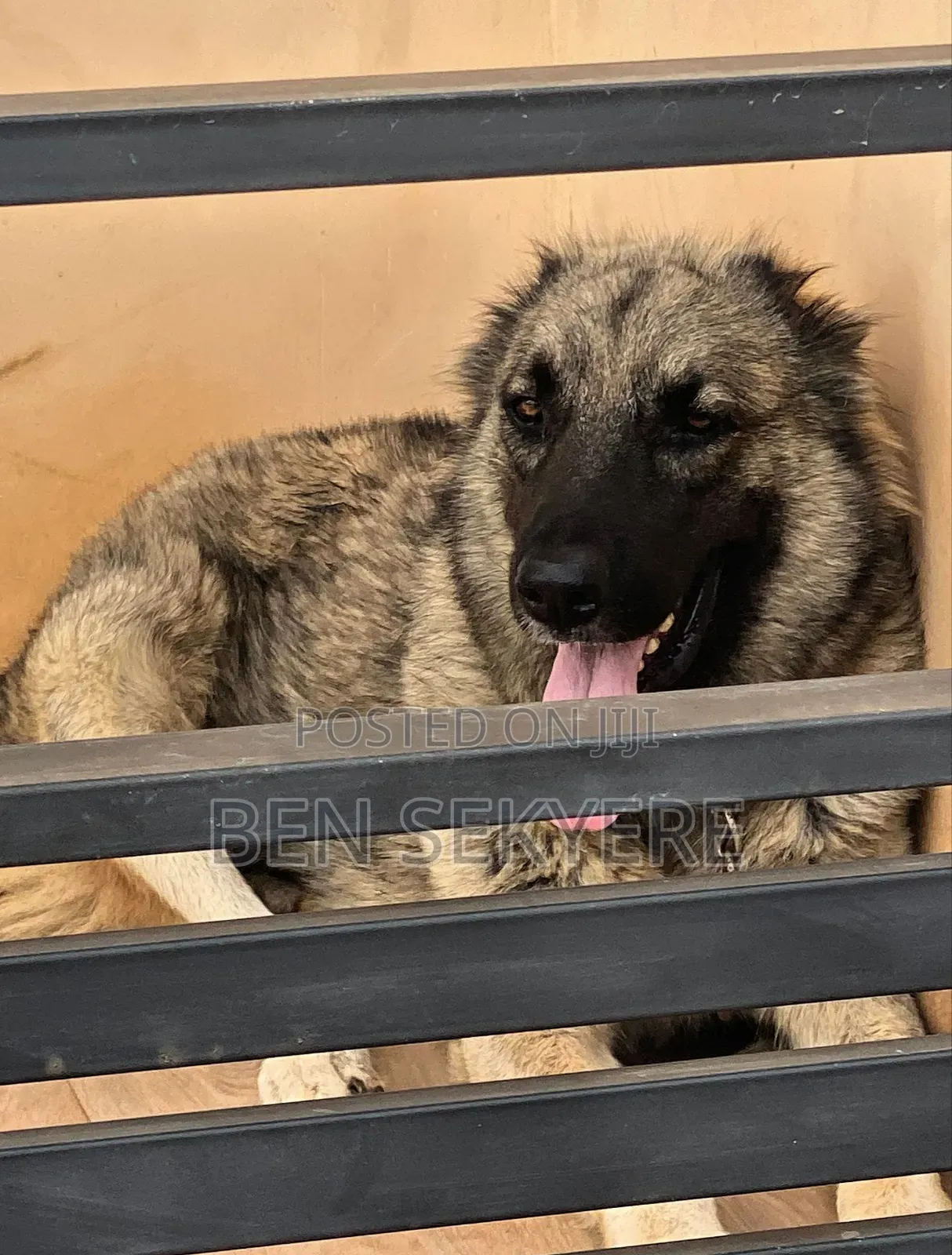 1+ year Female Purebred Caucasian Shepherd