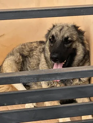 1+ year Female Purebred Caucasian Shepherd