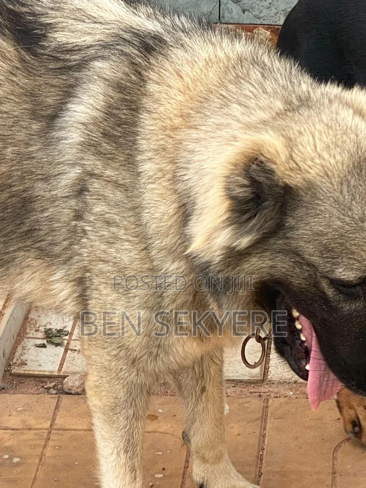1+ year Female Purebred Caucasian Shepherd