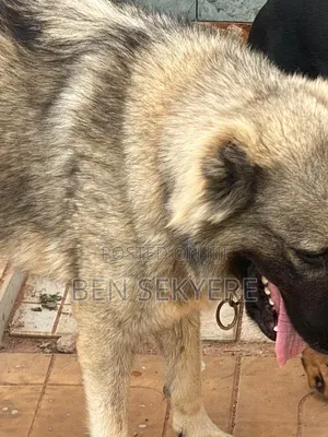 1+ year Female Purebred Caucasian Shepherd