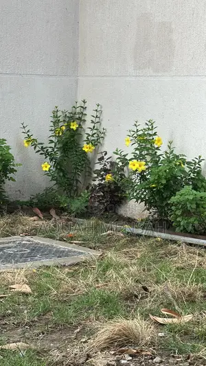 Green Grass