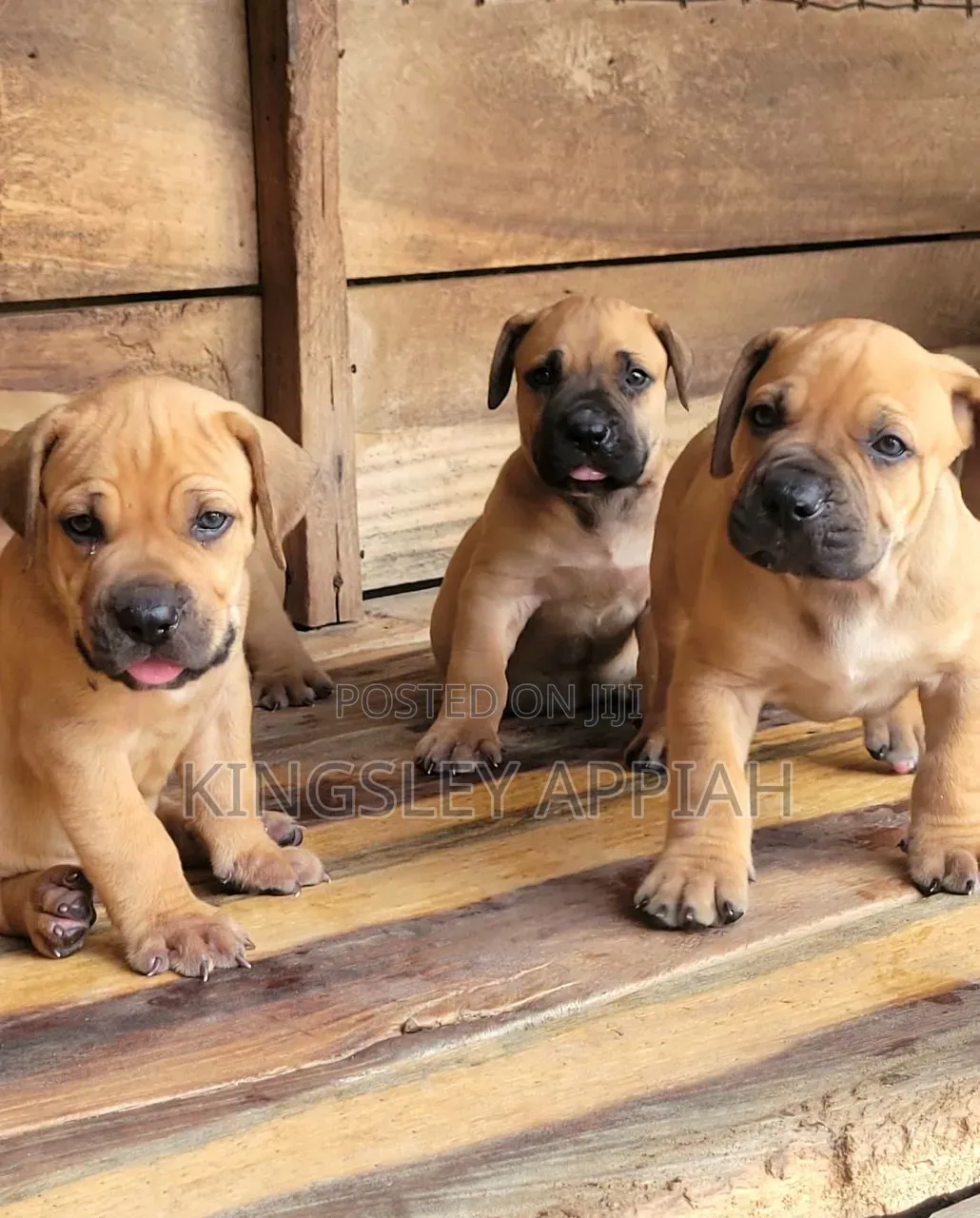 1-3 months Male Purebred Boerboel