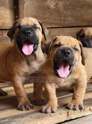 1-3 months Male Purebred Boerboel