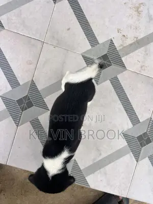 1-3 months Female Purebred Dog