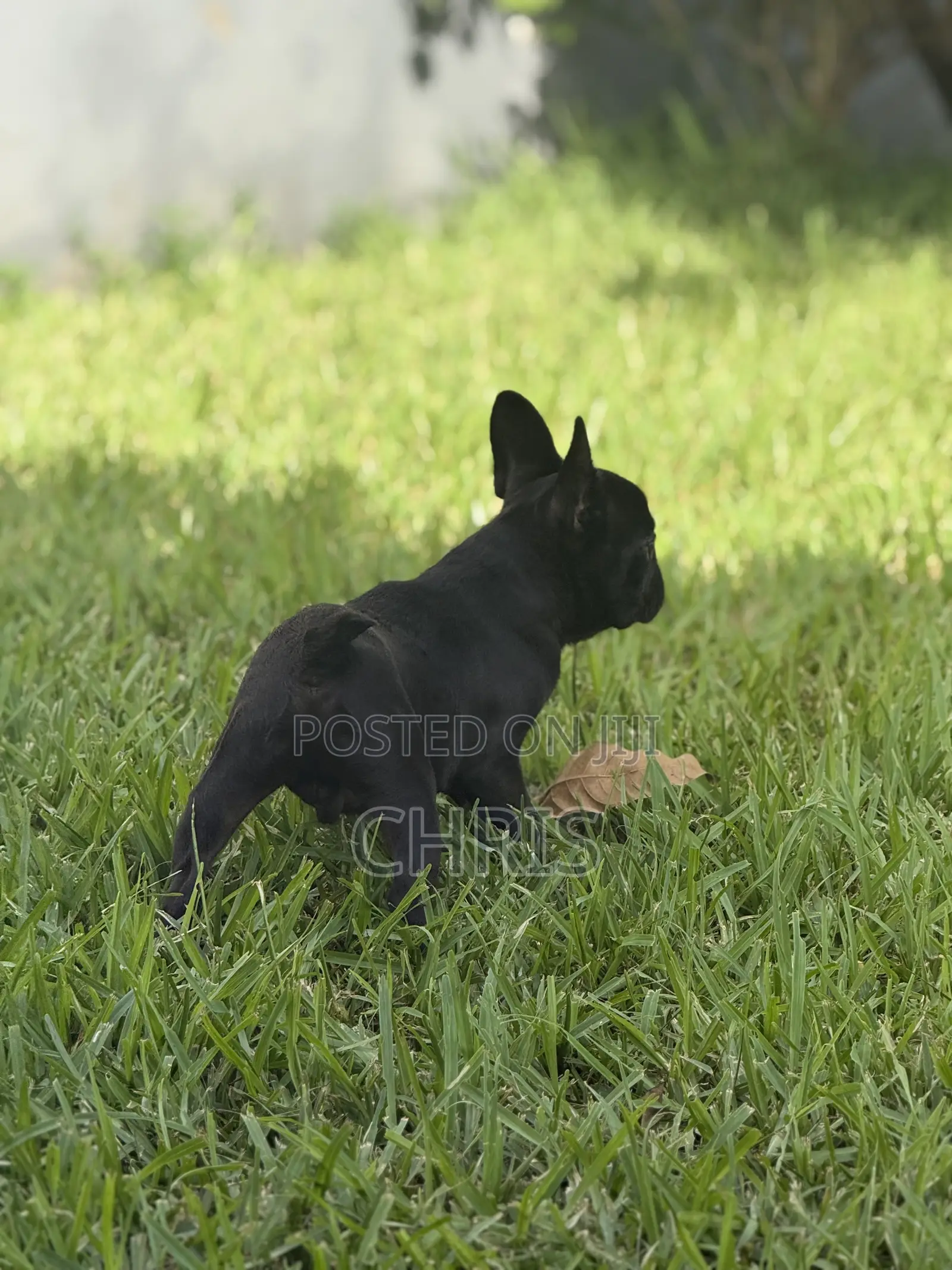 1-3 months Female Purebred French Bulldog