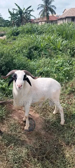 Sheep Is for Sale