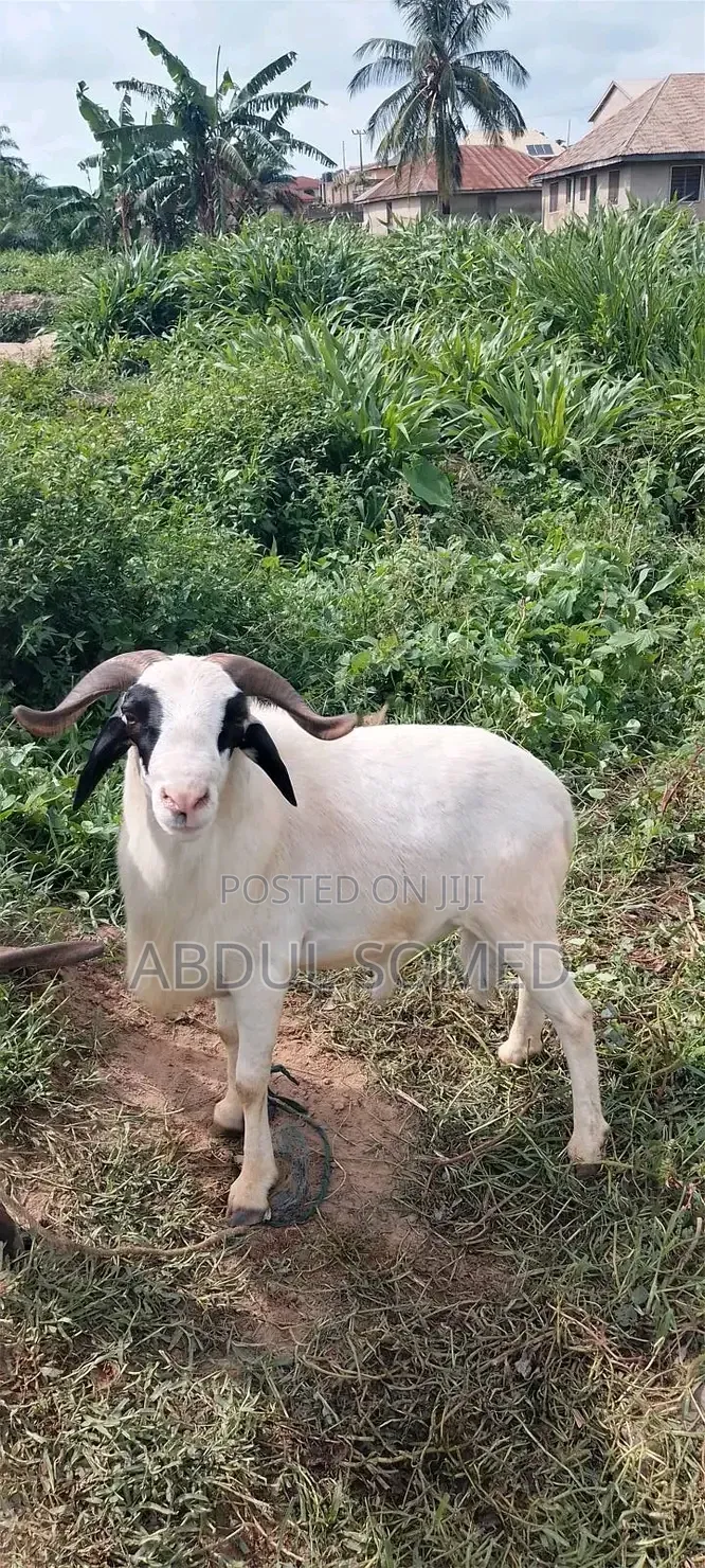 Sheep Is for Sale