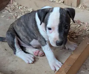 1-3 months Female Purebred American Pit Bull Terrier