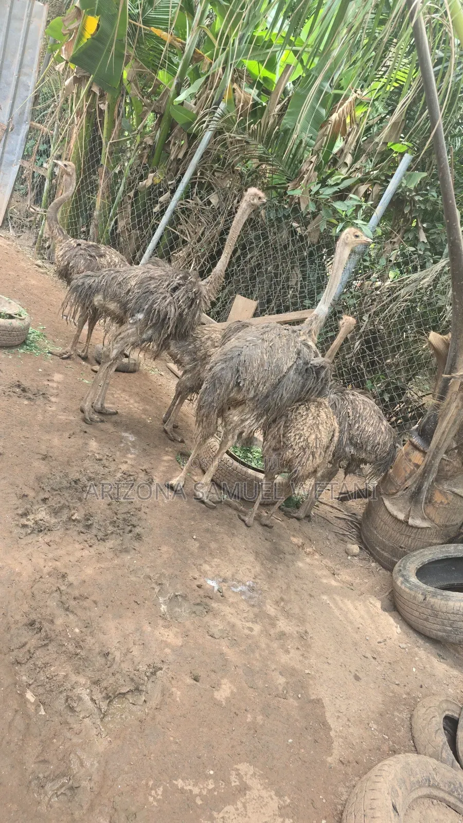 Ostriches (8months) For Sale