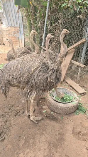 Ostriches (8months) For Sale