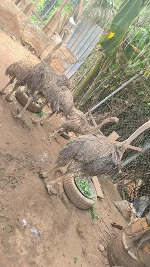 Ostriches (8months) For Sale