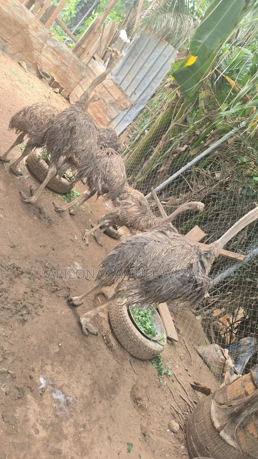 Ostriches (8months) For Sale